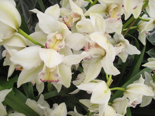 Garden: exotic white orchids grown in greenhouse environment