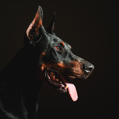 Dobermann male head