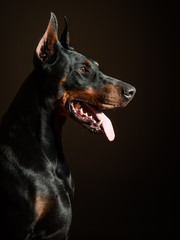 Dobermann guard dog