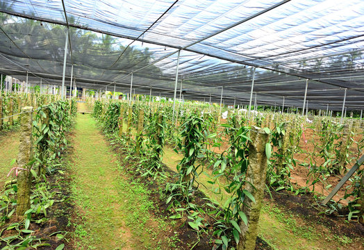 vanilla planifolia andrews grow in green house