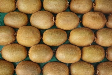 Rows of Fresh Kiwifruits