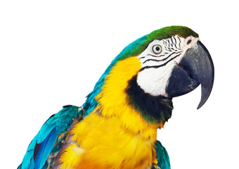 Head of  macaw over white background