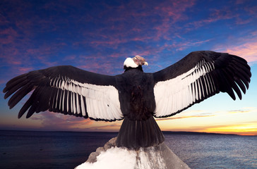 Andean condor  against sunset sky