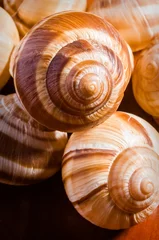 Poster Group of snail shells, escargots de Bourgogne, under the sunlight © Maxal Tamor