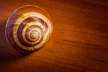 Single snail shell,escargot de Bourgogne, on a wooden table