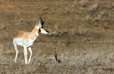 Pronghorn Antelope