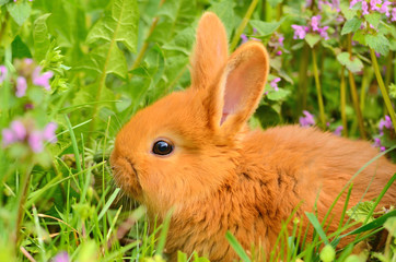 Baby bunny sitting in spring grass