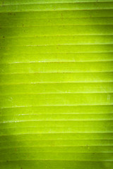 Green palm leaf background with vignette effect
