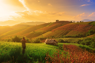 Obraz premium A man taking photo with digital camera in rice field
