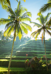 Rijstterrassen, Bali, Indonesië