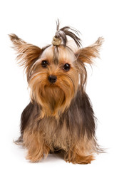 Yorkshire terrier