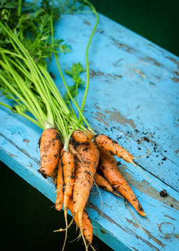 Fresh carrots with leaves