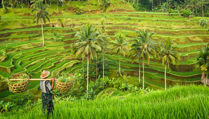 Bali, rizière en terrasse - obrazy, fototapety, plakaty