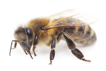 honeybee
