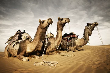 Rolgordijnen Three Camels Reating in the Desert © Rawpixel.com