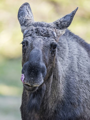 Alces alces - Moose