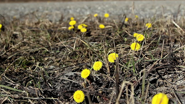 Closer look of coltsfoot plant