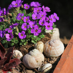 Blaukissen im Dachziegel