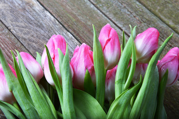 pink tulips