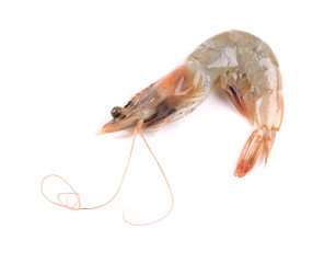 Close up of fresh shrimp