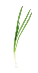 Close up of green onion