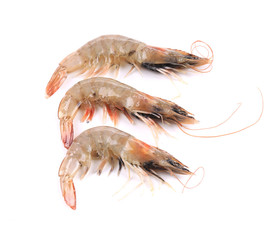 Close up of three fresh shrimp