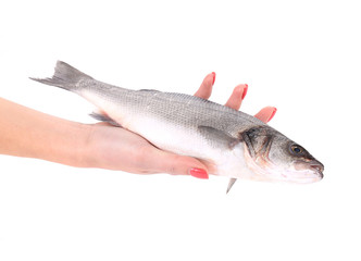 Close up of hand holding fresh seabass fish