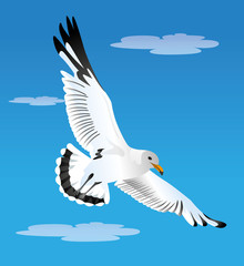 seagull flying