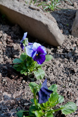 Pansy