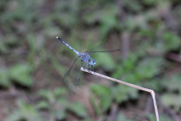 Green Dragonfly Perched on a twig