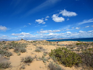 dunes and mediterranean coastal flora Alicante