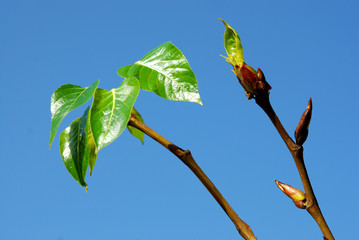 Black poplar - resinous, nice smelling buds in spring