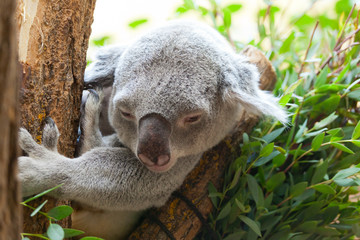 koala a bear sits on a branch of a tree