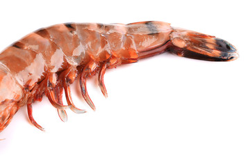 Close up of fresh shrimp.