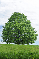 Одинокий клён