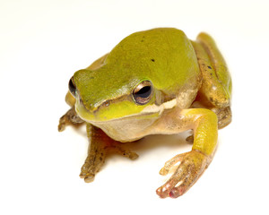 pygmy frog on white