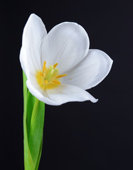 Beautiful white tulip isolated on black
