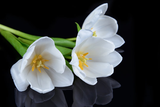 Fototapeta Beautiful bouquet of white tulips isolated on black