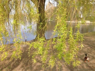 l'albero sul lago