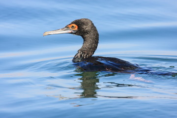 cormorano uccello acquatico
