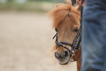 Minishetty schaut neugierig