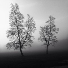 pair of trees in fog