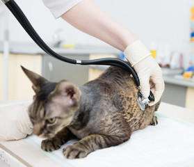 Veterinarian hand examining a devon rex cat with stethoscope. fo