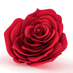 Front view of a red rose