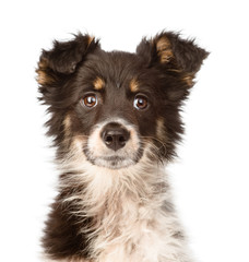 portrait mixed breed dog. isolated on white background
