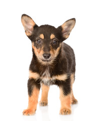 small mixed breed puppy dog standing in front. isolated on white