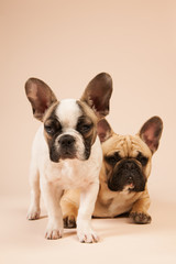 Fototapeta premium French bulldogs laying on beige background