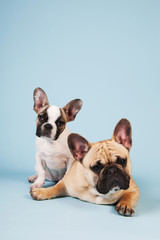 French bulldogs laying on blue background