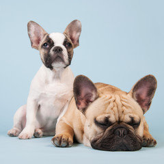 French bulldogs together on blue background