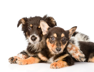 two embracing a puppy looking at camera. isolated on white 